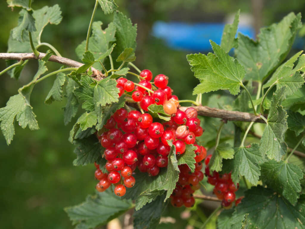 Johannisbeeren