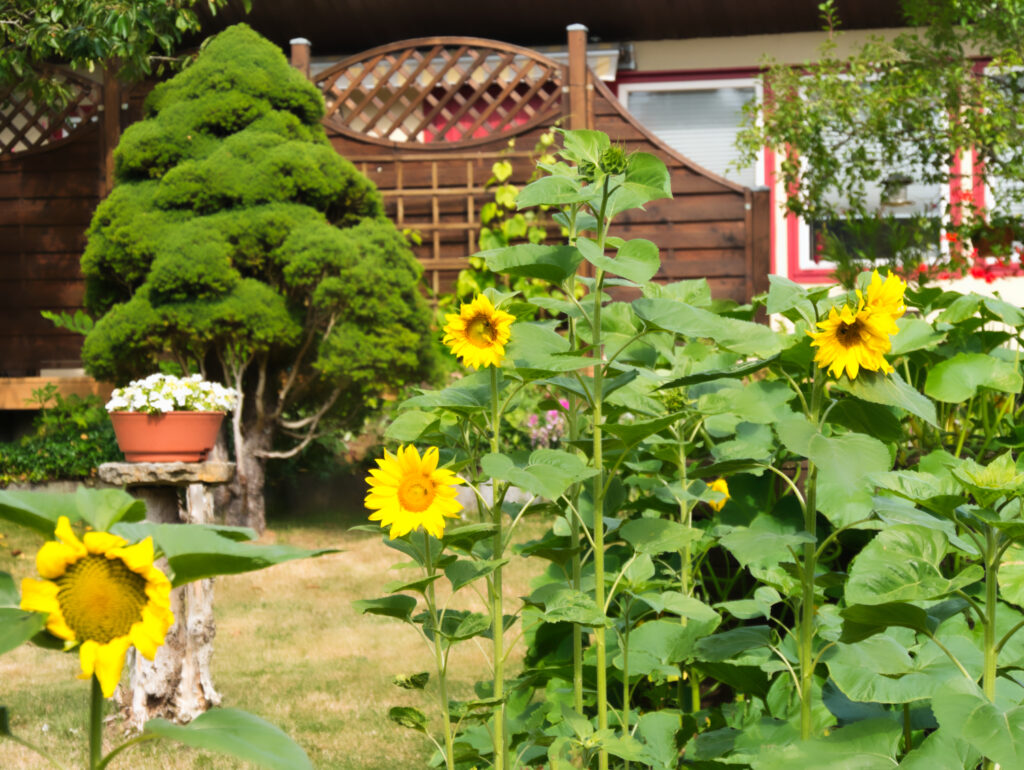Sonnenblumen locken Bienen und später Vögel an